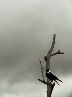 乌鸦在乌云密布的天空下休息在无叶的树上