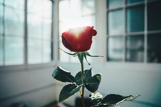 窗户灯光下的红玫瑰照片