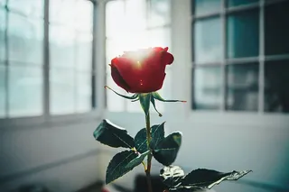 窗户灯光下的红玫瑰照片
