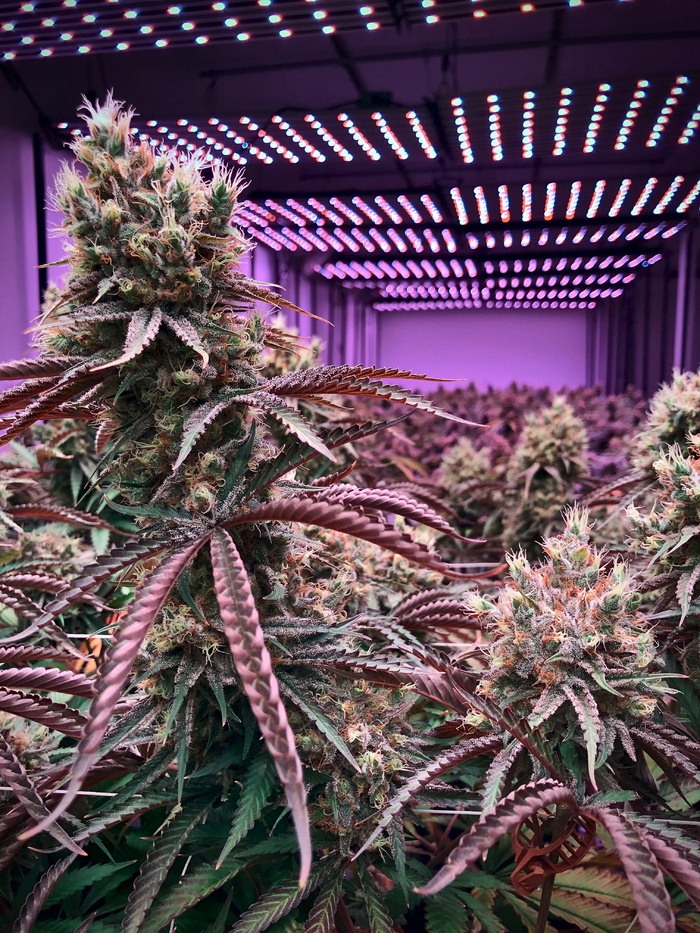 大麻，植物，杂草，大麻，生长，建筑结构，建筑，自然