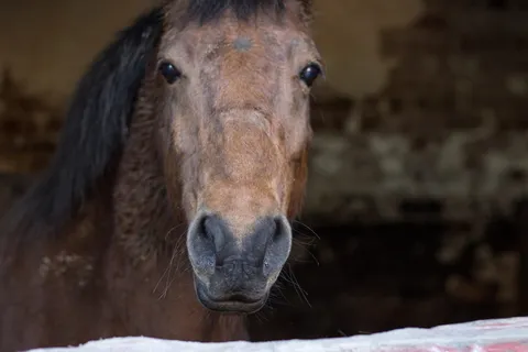 马，棕色，动物，农场，马厩，田野，动物主题，哺乳动物