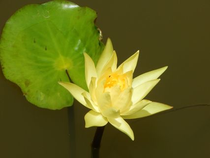 黄色，礼来，花朵，池塘，达瓦德，礼来花朵，印度，新鲜度