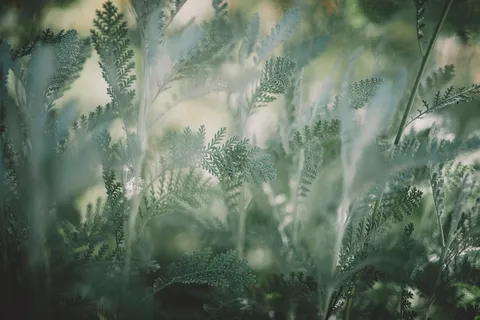 植物,树木,针叶树,自然,户外,植被,冰,冷杉 植物,树木,针叶树,自然,户外,植被,冰,冷杉