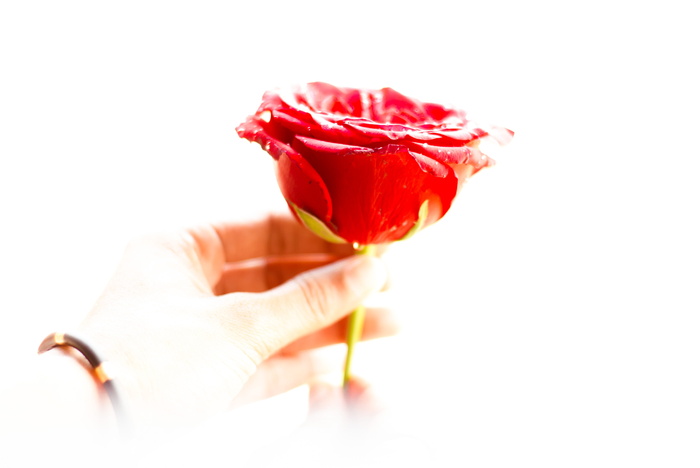 玫瑰，自然，手，花，盛开，花瓣，红色，明亮