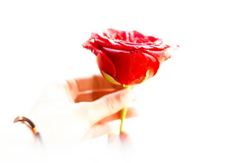 玫瑰,自然,手,花,盛开,花瓣,红色,明亮 玫瑰,自然,手,花,盛开,花瓣,红色,明亮