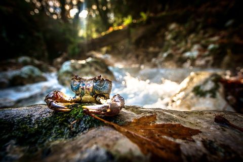 螃蟹、河流、自然、景观、溪流、树木、森林、水流