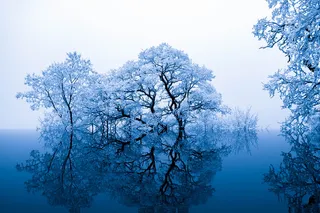 白色，树叶，树木摄影，自然，灵感，树木，蓝色，艺术性