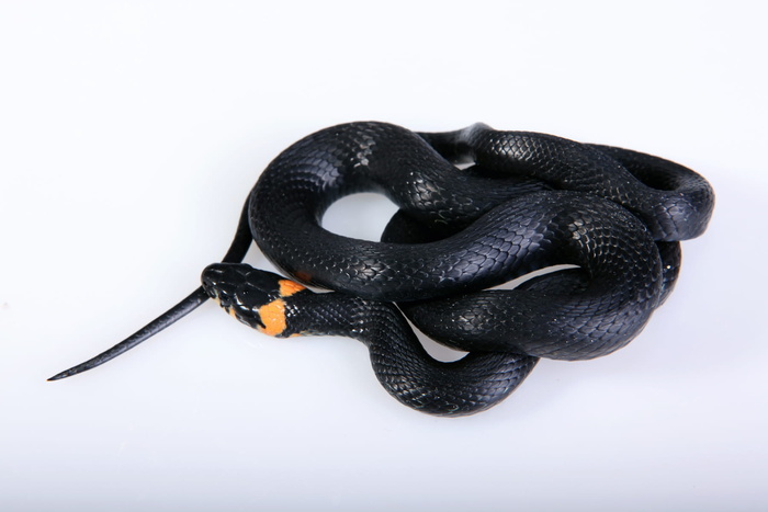 蛇，滑翔，动物，黑色，冷血，狡猾，危险