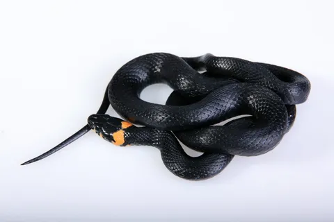 蛇，滑翔，动物，黑色，冷血，狡猾，危险