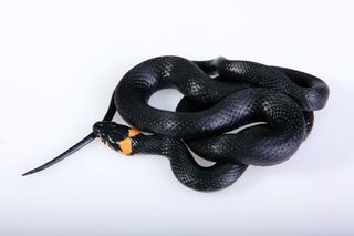 蛇，滑翔，动物，黑色，冷血，狡猾，危险