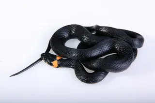 蛇，滑翔，动物，黑色，冷血，狡猾，危险