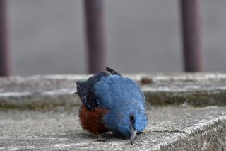 自然，户外，鸟类，野生动物，方法bulbul，一种动物，野生动物，脊椎动物