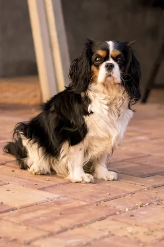 骑士，狗，婊子，看门狗，一只动物，家养，狗，动物主题