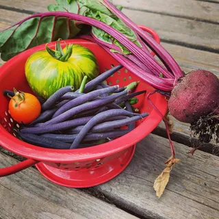 甜菜、番茄、豆类、香菜、蔬菜、花园、食品、新鲜