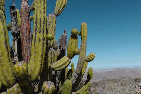 仙人掌,秘鲁,安第斯山脉,干旱,沙漠,仙人掌,植物,没有人 仙人掌,秘鲁,安第斯山脉,干旱,沙漠,仙人掌,植物,没有人