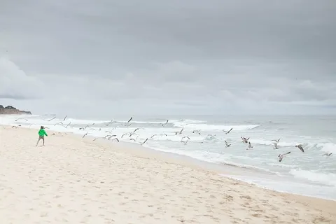 羊群,海鸥,飞翔,海滨,人,绿色,毛衣,站立 羊群,海鸥,飞翔,海滨,人,绿色,毛衣,站立