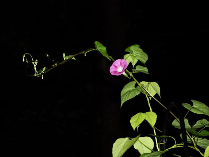 牵牛花，蓝色，花，早晨，荣耀，开花，开花，旋花科