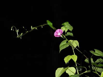 牵牛花,蓝色,花,早晨,荣耀,开花,开花,旋花科 牵牛花,蓝色,花,早晨,荣耀,开花,开花,旋花科