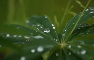 植物, 绿色, 露水, 湿, 早上, 雨, 特写, 花园