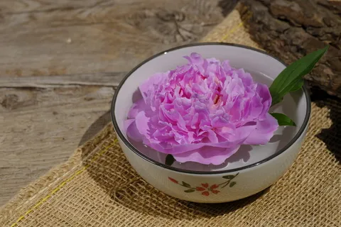 健康, 美容, 放松, 理疗师, 牡丹, 玫瑰, 芍药, 五旬节 Rosengewächs 健康, 美容, 放松, 理疗师, 牡丹, 玫瑰, 芍药, 五旬节 Rosengewächs