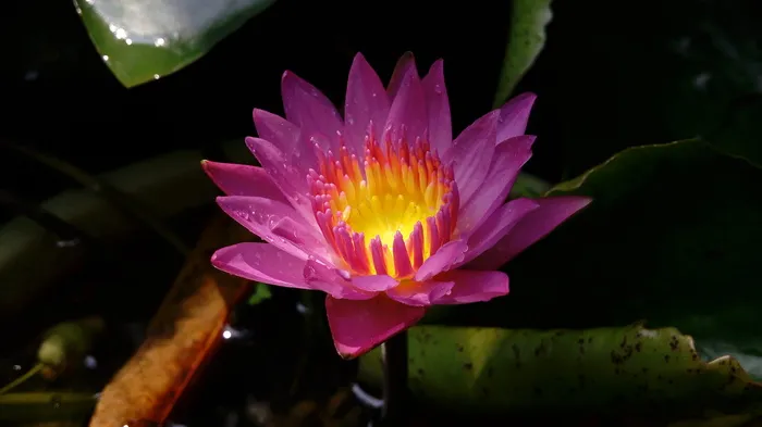 印尼，日惹，日惹特区，花卉，开花植物，植物，自然之美，新鲜