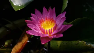 印尼，日惹，日惹特区，花卉，开花植物，植物，自然之美，新鲜