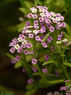 水芹，阿拉伯高加索，水芹，花，花，植物，紫色，白色