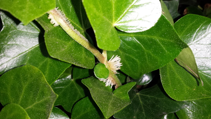 常春藤，攀缘植物，绿色，不完整，叶子，叶子，植物部分，绿色
