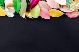 彩色叶插画，秋天，橙色，自然，红色，黄色，秋天，枫树