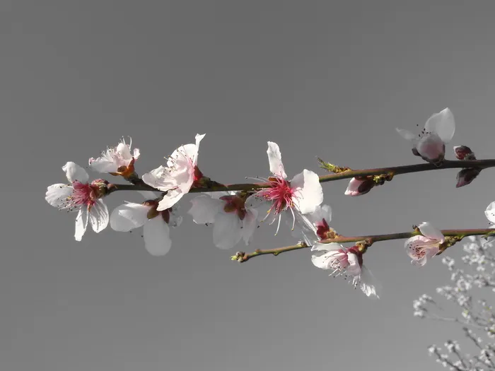 自然，花朵，植物，春天，杏树，四月，开花，开花