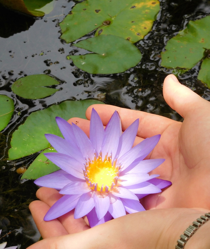 睡莲，手，带手睡莲，花，睡莲，户外，菜鸟图库，自然