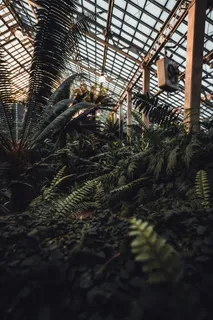 温室内的绿色蕨类植物 温室内的绿色蕨类植物