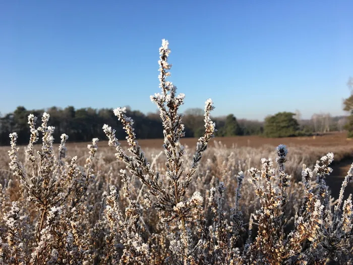 你好，冬天，新的，植物，自然，天空，生长，土地