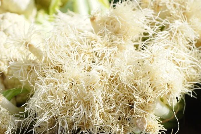根，大葱，蔬菜，作物，植物，冬葱，葱，a