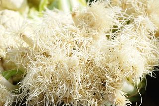 根，大葱，蔬菜，作物，植物，冬葱，葱，a