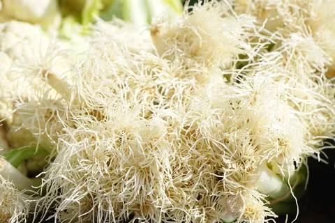 根,大葱,蔬菜,作物,植物,冬葱,葱,a 根,大葱,蔬菜,作物,植物,冬葱,葱,a