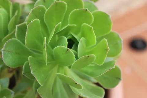 植物，叶子，自然，仙人掌科，生长，绿色，植物部分，特写