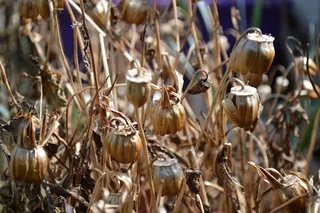 自然, 户外, 餐饮, 植物区系, 种子, 死, 干, 脆