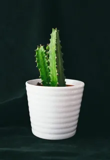绿色仙人掌和白色花盆的照片 绿色仙人掌和白色花盆的照片