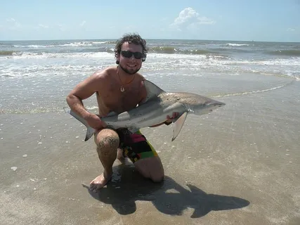 鲨鱼，专家，海洋生物学家，博士，危险，疯狂，捕食者，微笑