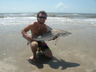 鲨鱼，专家，海洋生物学家，博士，危险，疯狂，捕食者，微笑