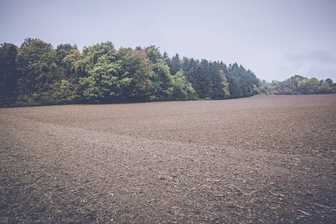 灰色天空下的绿树 灰色天空下的绿树