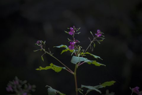 长野，日本，部分多云，山，花，花，植物，开花植物