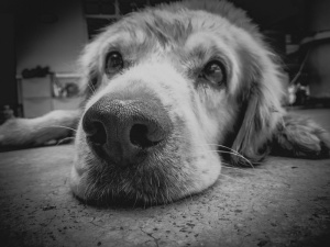 金毛猎犬的灰度照片