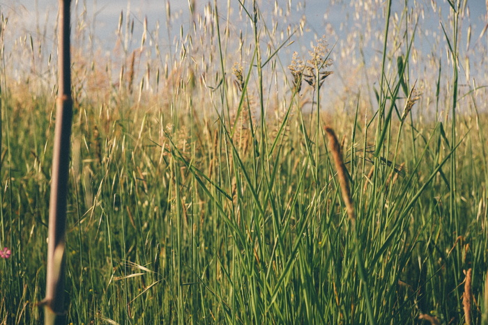 绿叶草，绿叶草，田野，绿色，粉色，春天，黄色