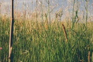 绿叶草，绿叶草，田野，绿色，粉色，春天，黄色