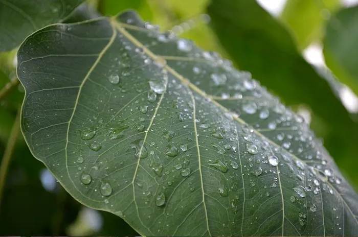 雨后#2