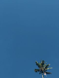 印度尼西亚，巴厘岛，天空，颜色，手机壁纸，棕榈，自然，树