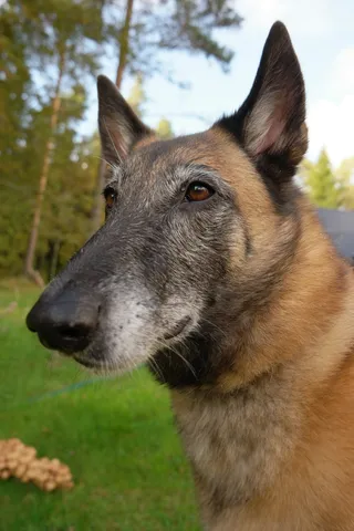 狗，快乐的，口吻，比利时牧羊犬，宠物，最明显的，一个动物，动物的主题