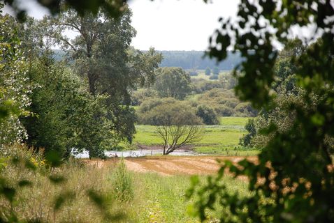 波德拉斯基、突破、虫子、树、植物、生长、绿色、自然